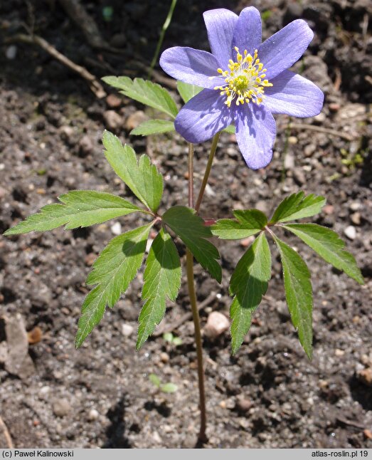 Anemonoides nemorosa Royal Blue