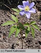 Anemonoides nemorosa Royal Blue
