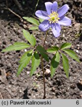 Anemone nemorosa Royal Blue