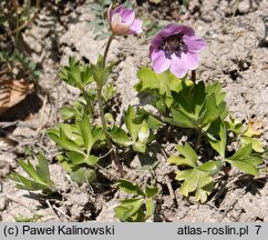 Anemone hortensis (zawilec ogrodowy)