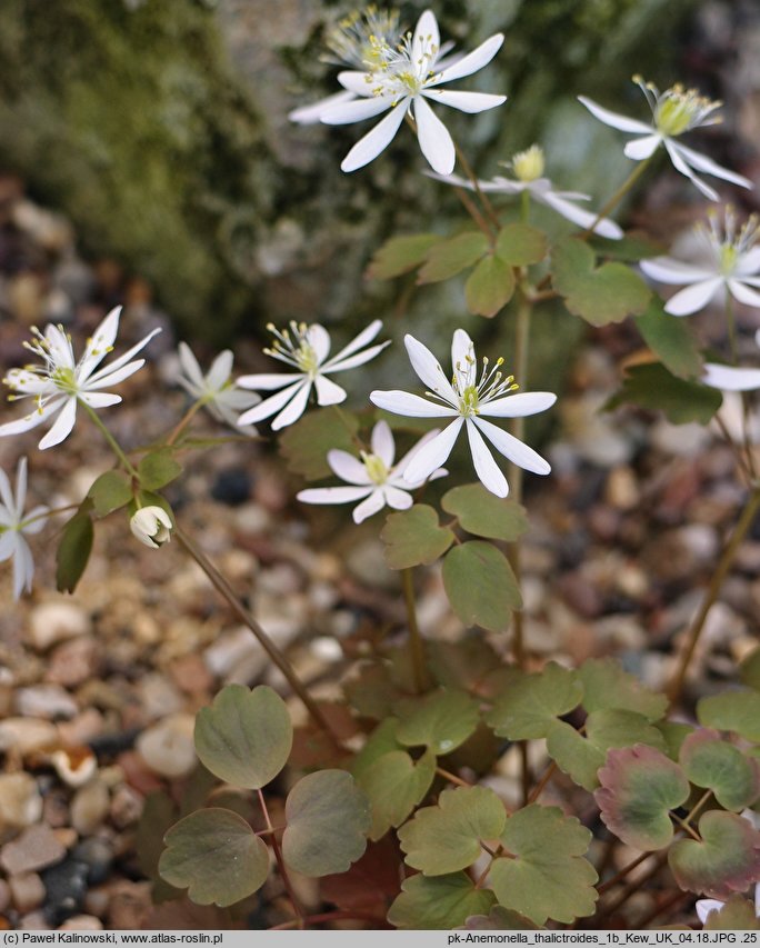 Anemonella thalictroides (zawilczyk rutewkowaty)