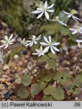 Anemonella thalictroides (zawilczyk rutewkowaty)