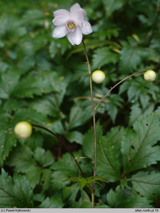 Anemonopsis macrophylla