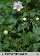 Anemonopsis macrophylla