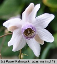 Anemonopsis macrophylla