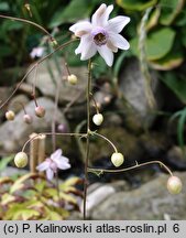 Anemonopsis macrophylla