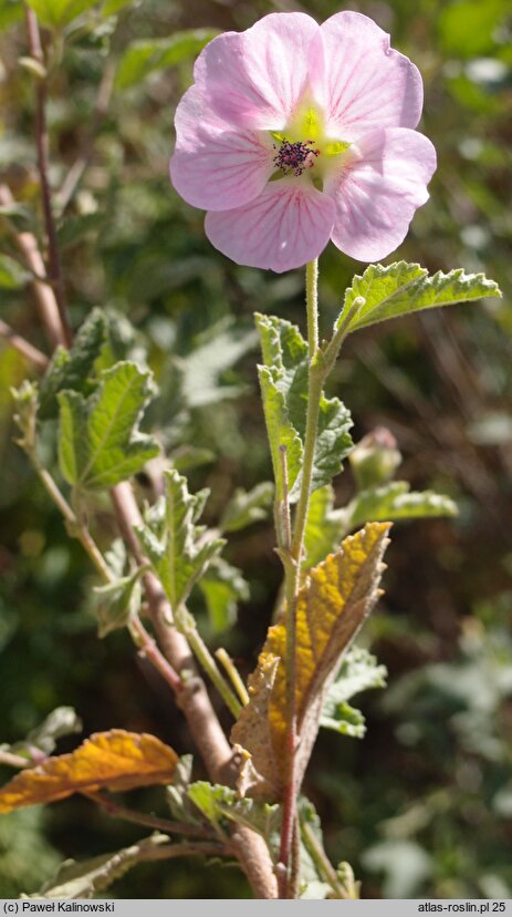 Anisodontea malvastroides