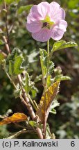 Anisodontea malvastroides