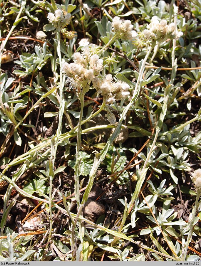 Antennaria chilensis