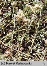 Antennaria chilensis