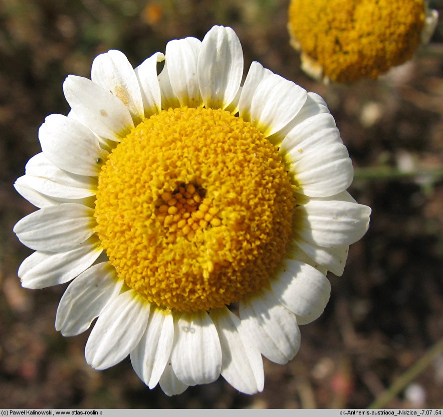 Anthemis austriaca (rumian austriacki)