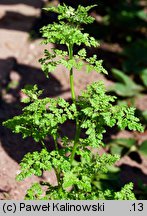 Anthriscus cerefolium (trybula ogrodowa)