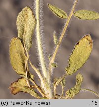 Anthyllis vulneraria ssp. polyphylla