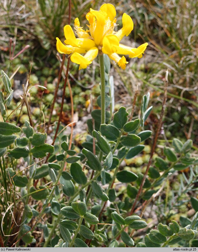 Anthyllis aurea