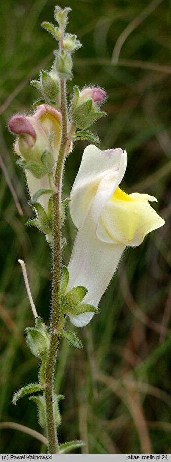 Antirrhinum braun-blanquetii