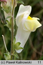 Antirrhinum braun-blanquetii