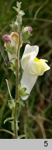 Antirrhinum braun-blanquetii