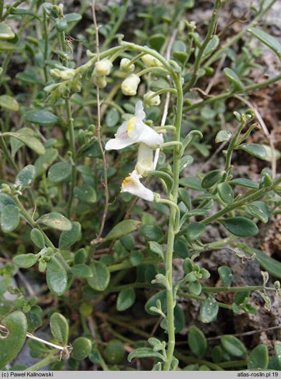 Antirrhinum valentinum