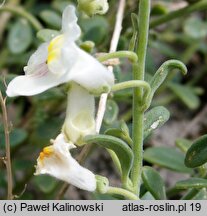 Antirrhinum valentinum