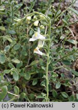 Antirrhinum valentinum