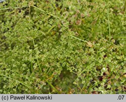 Apium graveolens var. dulce (seler naciowy)