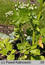 Apium graveolens var. dulce (seler naciowy)