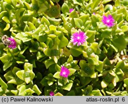 Aptenia cordifolia (aptenia sercowata)