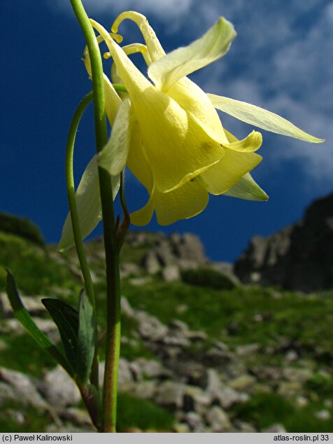 Aquilegia aurea