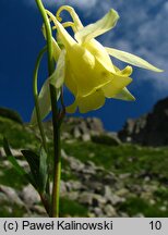 Aquilegia aurea