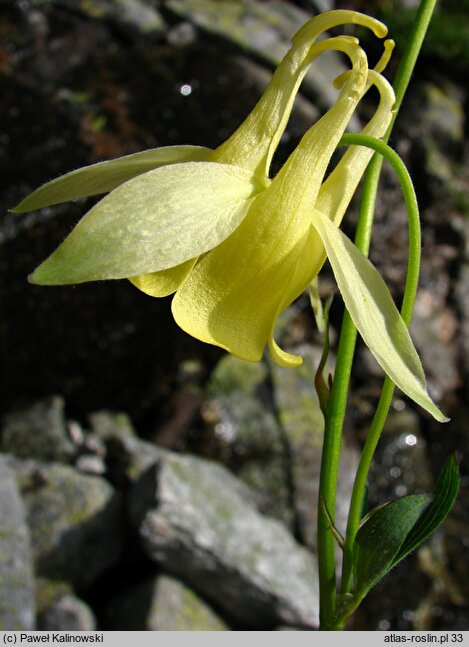 Aquilegia aurea