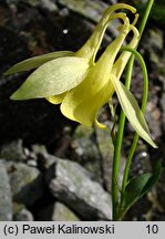 Aquilegia aurea