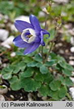 Aquilegia bertolonii (orlik Bertoloniego)