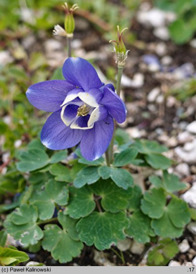 Aquilegia bertolonii (orlik Bertoloniego)