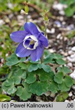 Aquilegia bertolonii (orlik Bertoloniego)