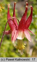 Aquilegia canadensis (orlik kanadyjski)