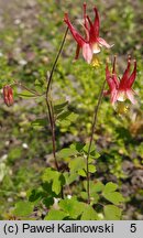 Aquilegia canadensis (orlik kanadyjski)