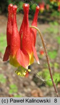 Aquilegia canadensis (orlik kanadyjski)