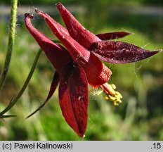 Aquilegia formosa (orlik wspaniały)