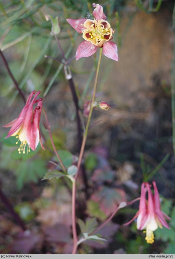 Aquilegia fragrans