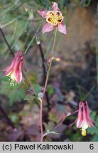 Aquilegia fragrans