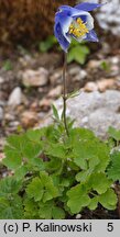 Aquilegia glandulosa (orlik gruczołowaty)