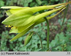 Aquilegia longissima