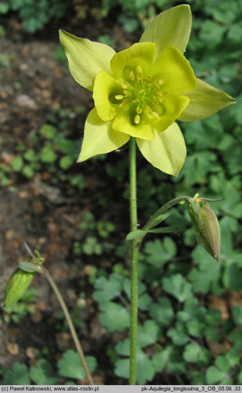 Aquilegia longissima