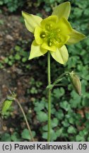 Aquilegia longissima