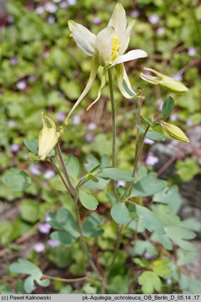 Aquilegia ochroleuca