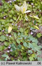 Aquilegia ochroleuca