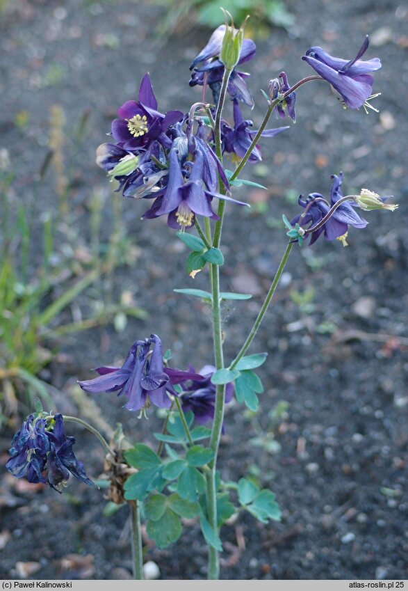 Aquilegia olympica (orlik olimpijski)