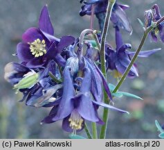 Aquilegia olympica (orlik olimpijski)