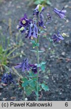 Aquilegia olympica (orlik olimpijski)