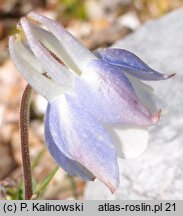 Aquilegia pyrenaica (orlik pirenejski)